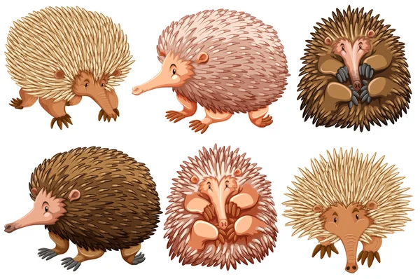 Echidnas marrón y rosa sobre blanco — Vector de stock