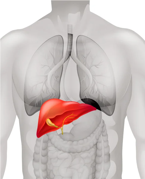 Печінка людини в організмі — стоковий вектор