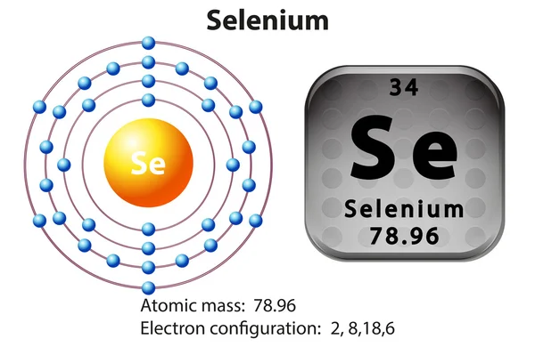 Symbol and electron diagram for Selenium — Stock Vector
