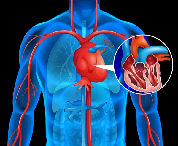 Raggi X del cuore umano — Vettoriale Stock