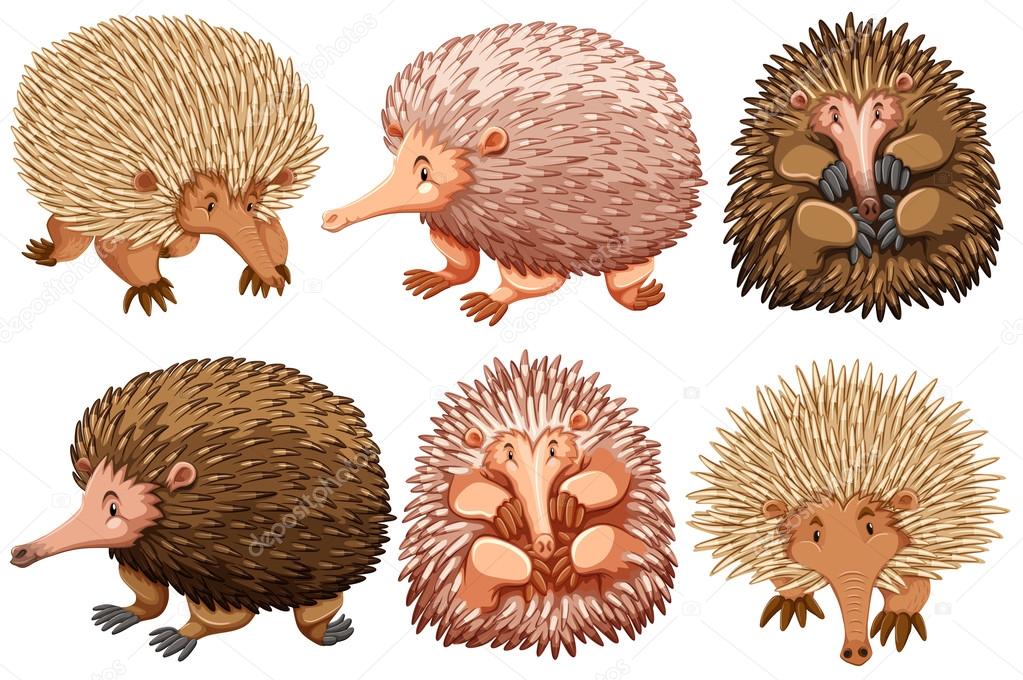 Brown and pink echidnas on white