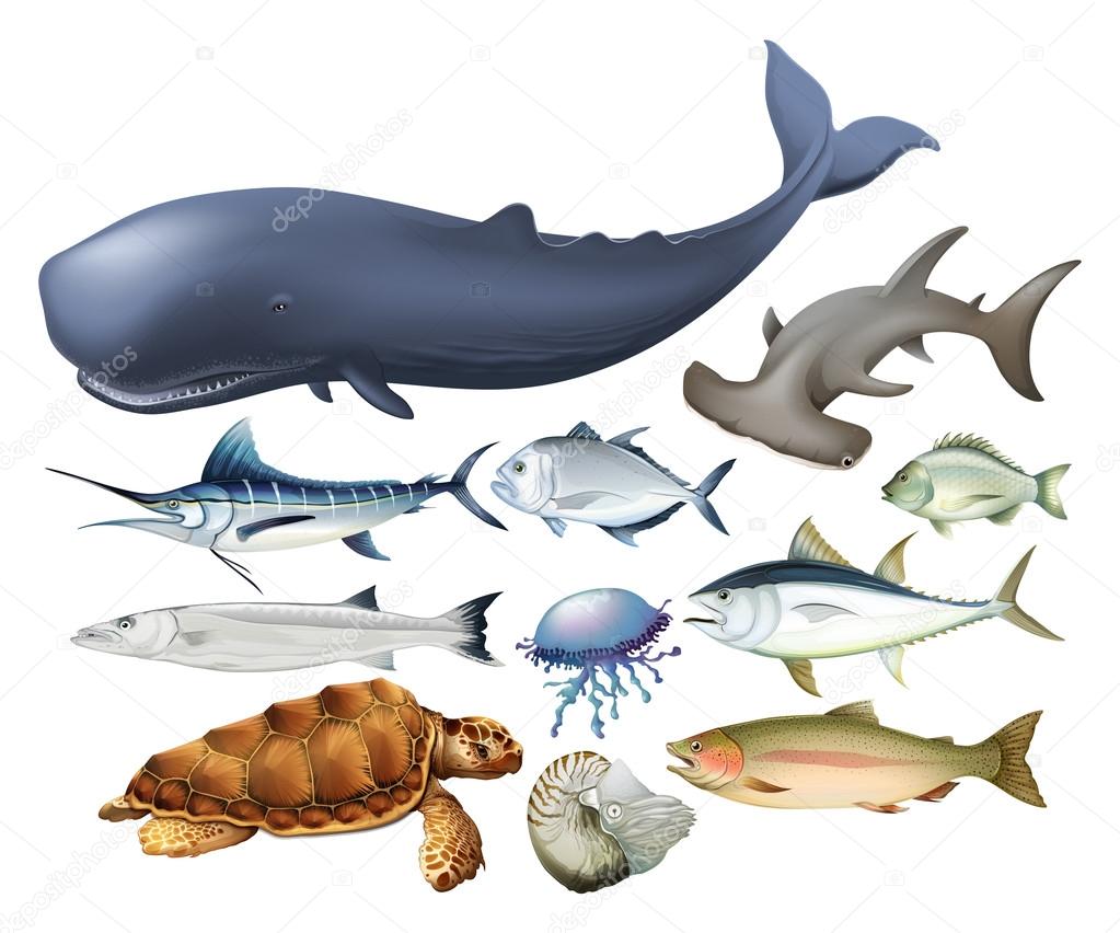 Animais aquáticos em branco Vetor de ©blueringmedia 83746696, image size:1023x852