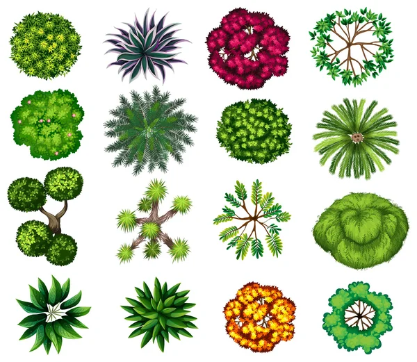 Diferentes tipos de plantas — Archivo Imágenes Vectoriales