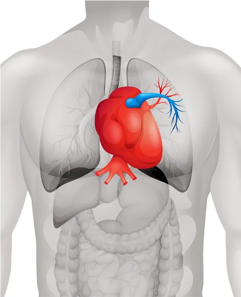 İnsan kalp diyagramı ayrıntılı — Stok Vektör