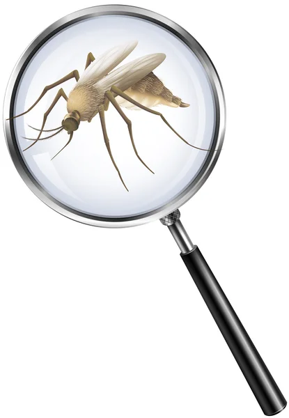 Mosquito through magnifying glass — Stock Vector