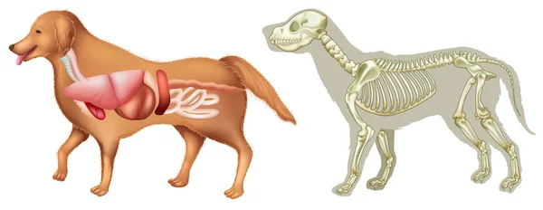 Organos del perro imágenes de stock de arte vectorial | Depositphotos Organos del perro imágenes de stock de arte vectorial | Depositphotos