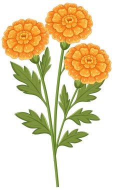 Bright orange marigold flowers with lush green leaves in a clean, detailed vector illustration.
