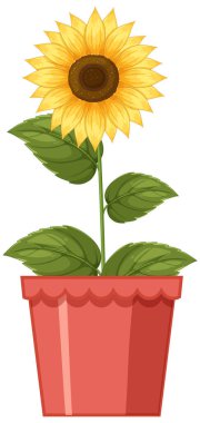 Kırmızı tencerede yeşil yaprakları olan parlak ayçiçeği, temiz çizgileri olan renkli vektör çizimi.
