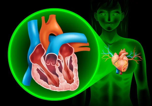 Diagrama de latidos del corazón en humanos — Vector de stock
