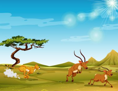 Geyikler savana takip çita