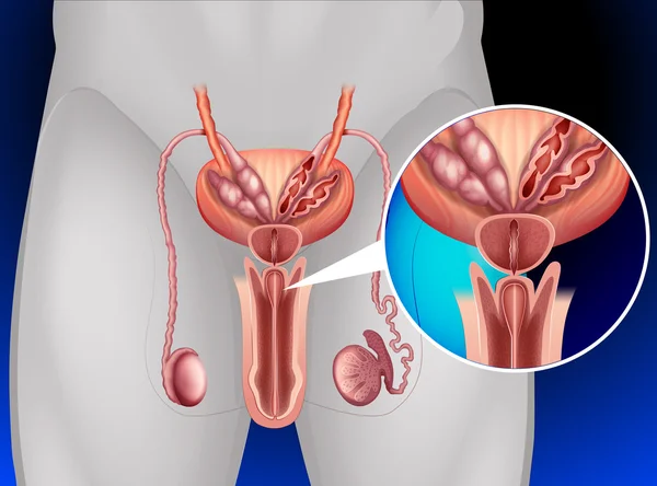 Mannelijke genitaliën systeem in mens — Stockvector