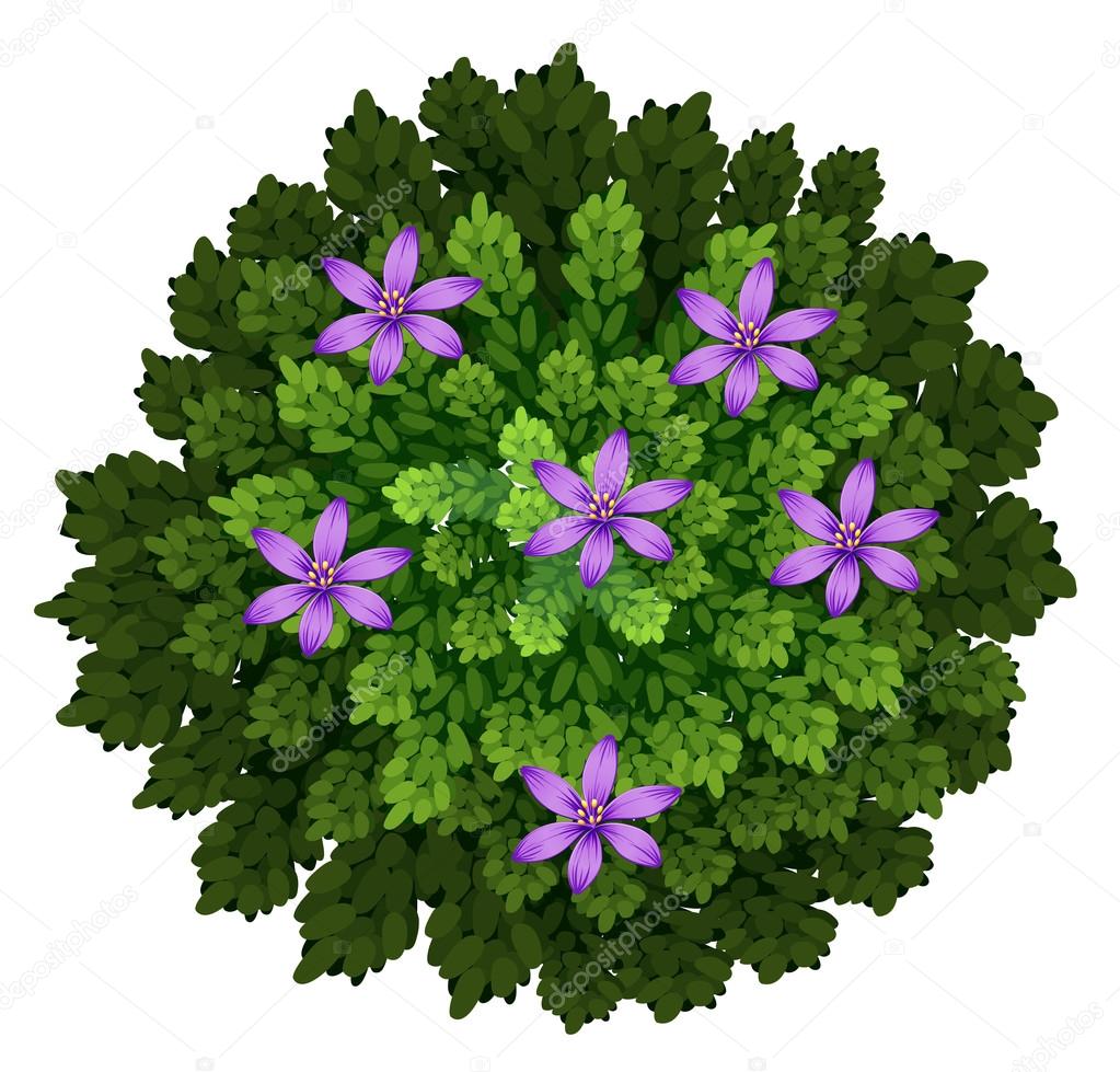 Purple flowers in green bush