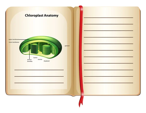 Livro com anatomia do cloroplasto na página — Vetor de Stock