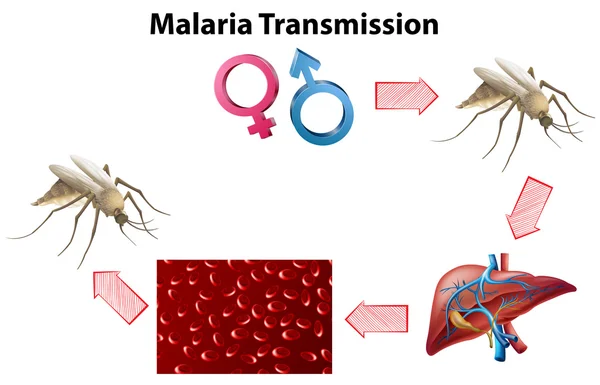 Malaria Schema di trasmissione senza testo — Vettoriale Stock