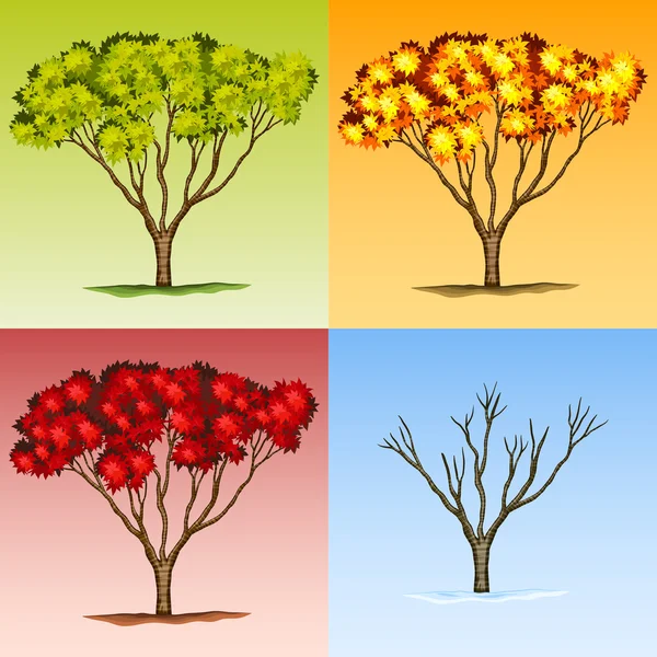 Scene of tree in different seasons — Stock Vector