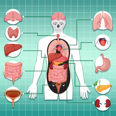 Izgara arka planında etiketli bağlantıları olan insan iç organlarının eğitici düz vektör diyagramı