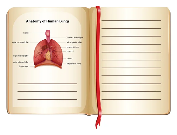 ページ上の人間の肺の解剖学 — ストックベクタ