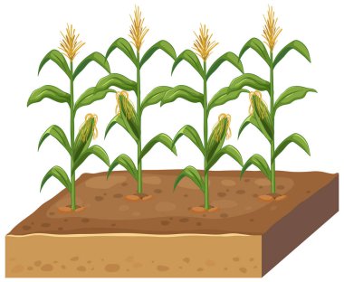 Katmanlı toprak kesit bloğunda büyüyen dört mısır sapının düz vektör çizimi