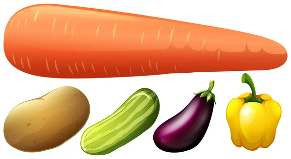Diferentes tipos de vegetais frescos —  Vetores de Stock