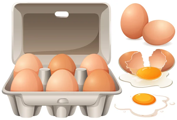 Raw chicken eggs and yolk — Stock Vector