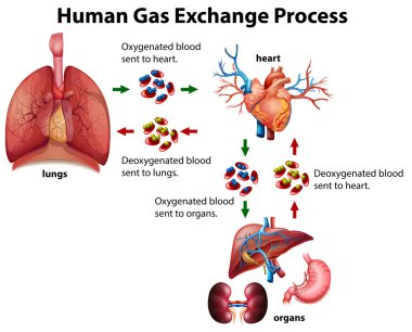 Human gas exchange process diagram clipart