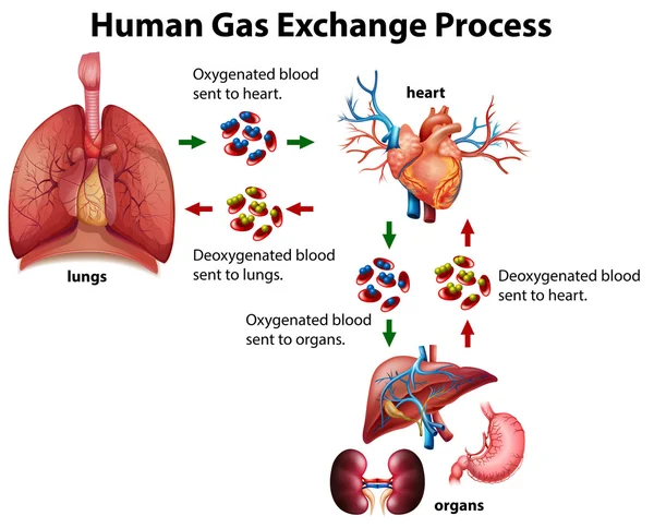 Diagrammen voor bedrijfsprocessen van menselijke gas uitwisseling — Stockvector