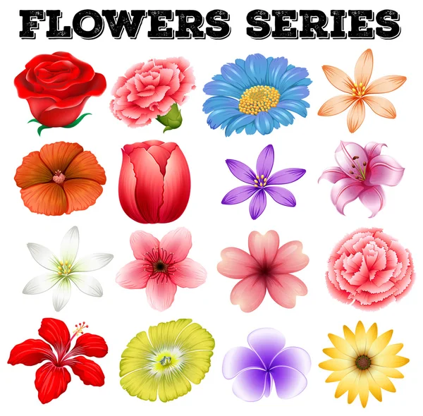 Различные виды цветов — стоковый вектор