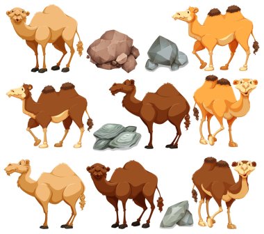 Camel in different poses clipart