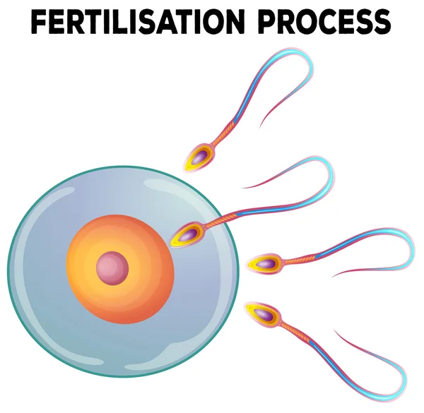 Diagram of fertilisation process — Stock Vector