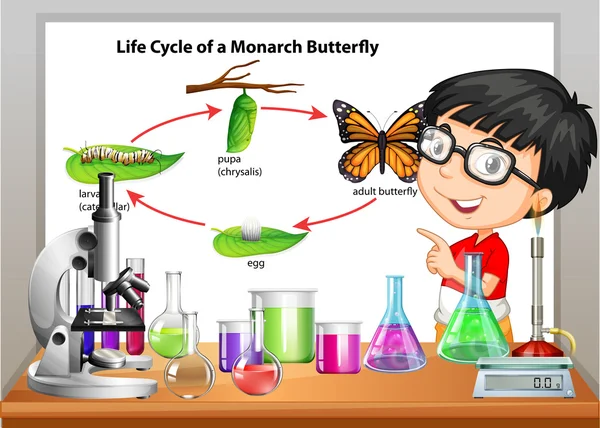 Niño presentando el ciclo de vida de la mariposa — Vector de stock