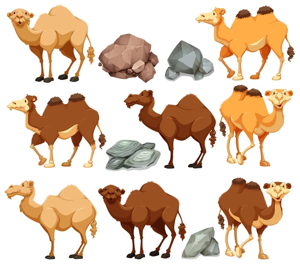 Camel in different poses — Stock Vector