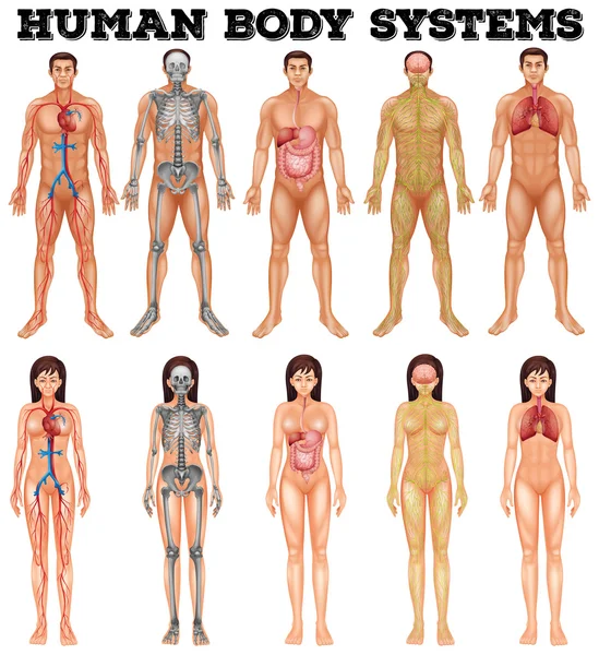 Body system of man and woman — Stock Illustration Body system of man and woman Stock Illustration