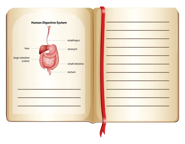 Sistema digestivo umano a pagina — Vettoriale Stock