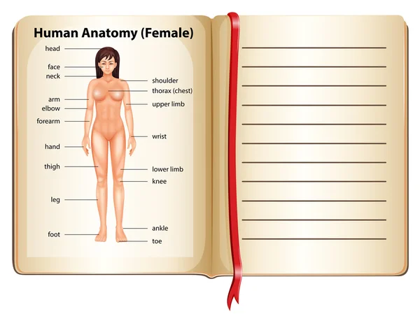 Anatomía humana de la mujer — Archivo Imágenes Vectoriales