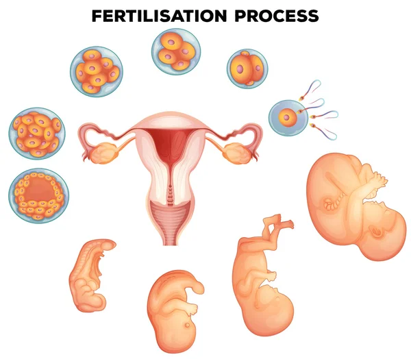 Fertilisation process på mänskliga — Stock vektor