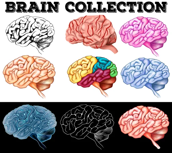 Design diferente do cérebro humano —  Vetores de Stock