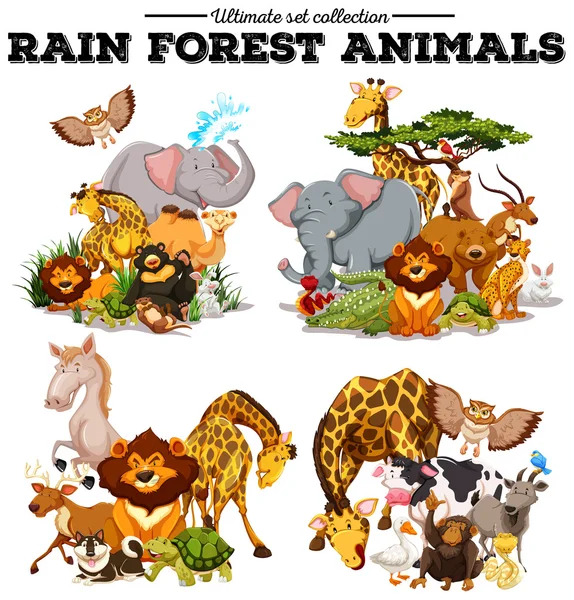 Different kind of rainforest animals — Stock Vector