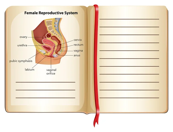 Buch über das weibliche Fortpflanzungssystem — Stockvektor