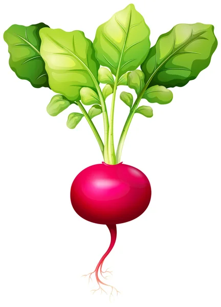 Fresh red radish with leaves — Stock Vector