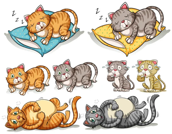 Cat in different actions — Stock Vector