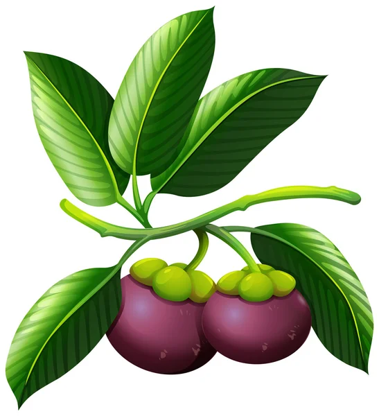 Pobočka mangostanu s ovocem — Stockový vektor