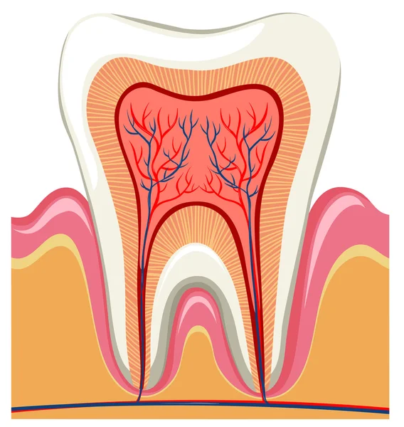 Inside on a single tooth — Stock Vector