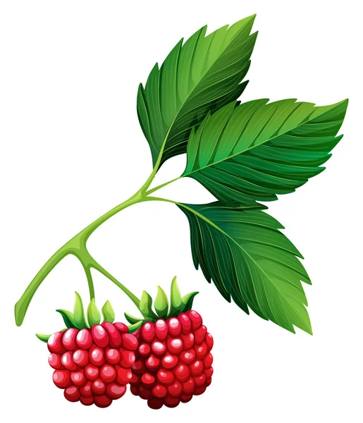 Kök ile taze rasberries — Stok Vektör