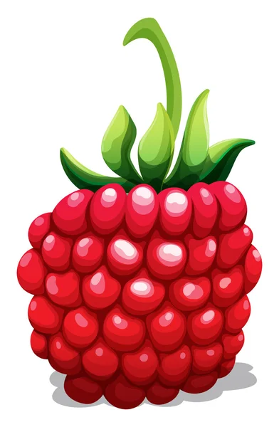 Rasberry segar dengan batang hijau - Stok Vektor