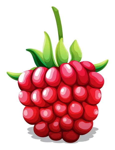 Rasberry segar dengan batang hijau - Stok Vektor