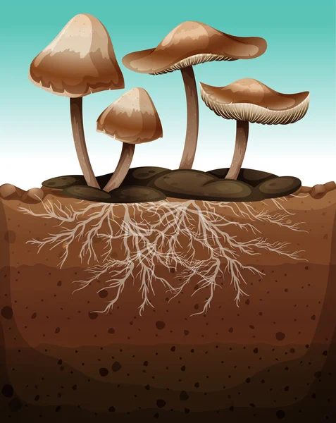 Fresh mushroom with roots underground — Stock Vector