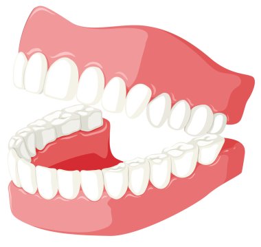 Dental theme with teeth model clipart