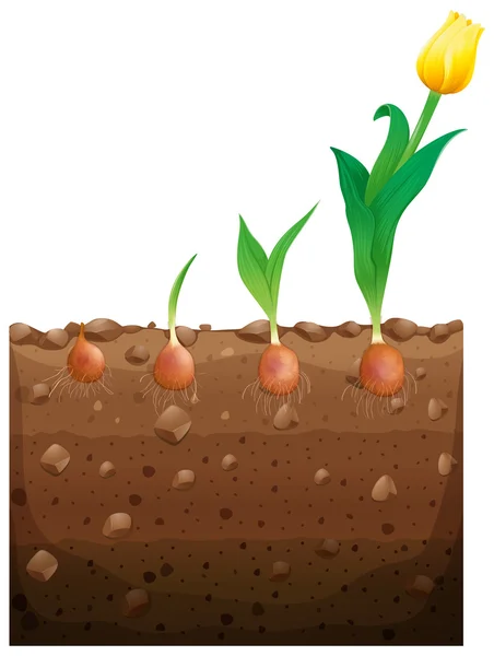 Tulip flower groeiende ondergrondse — Stockvector