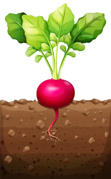 Rabanete vermelho com raízes subterrâneas — Vetor de Stock