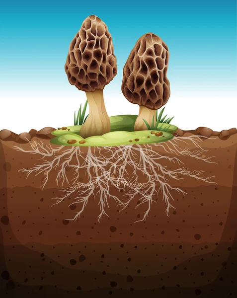 Mushroom growing from underground — Stock Vector